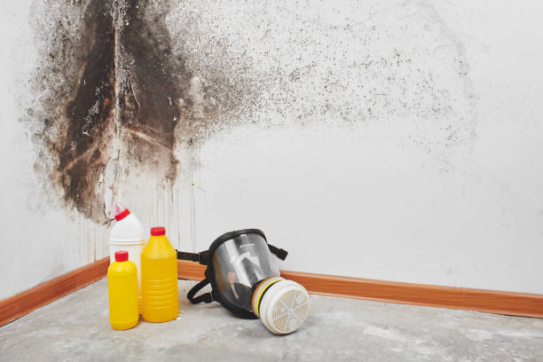 Best Mold Removal Company Near Me  in Humansville, MO