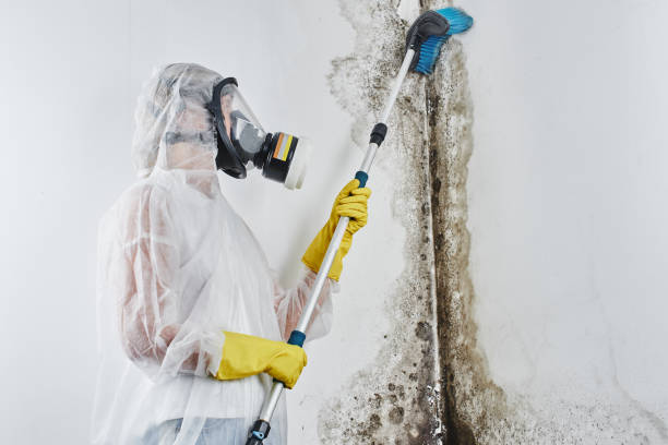 Humansville, MO Mold Removal Company