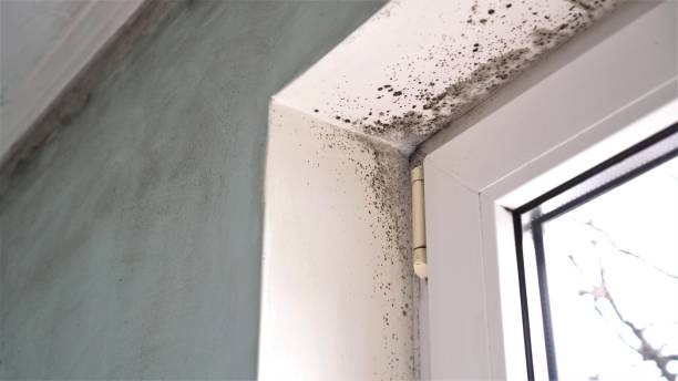 Best Residential Mold Removal  in Humansville, MO