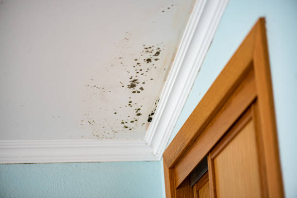 Best Emergency Mold Removal  in Humansville, MO