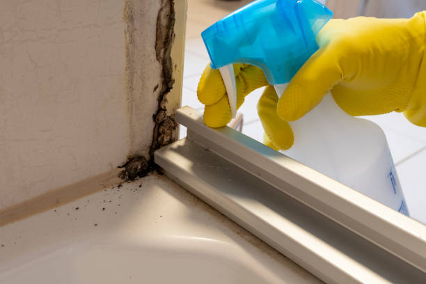 Best Toxic Mold Removal  in Humansville, MO