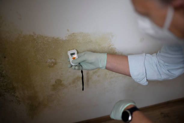 Best Professional Mold Removal  in Humansville, MO