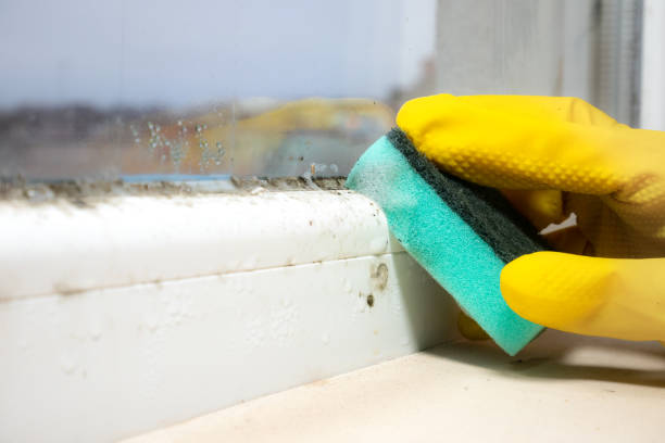 Best Crawl Space Mold Removal  in Humansville, MO