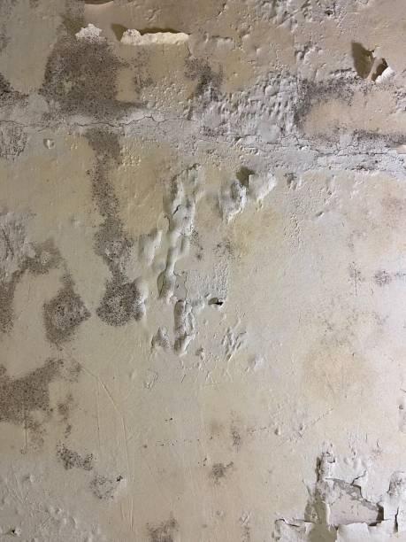 Best Commercial Mold Removal  in Humansville, MO
