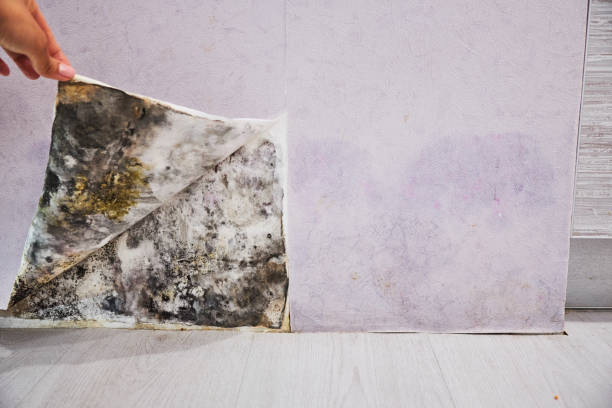 Best Mold Testing  in Humansville, MO